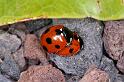 Coccinella_7-punctata_D3223_Z_88_Valle Gran Rey_Spanje